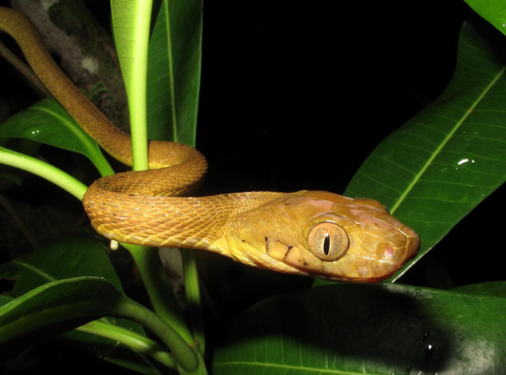 This snake turns its body into a lasso to climb up smooth surfaces